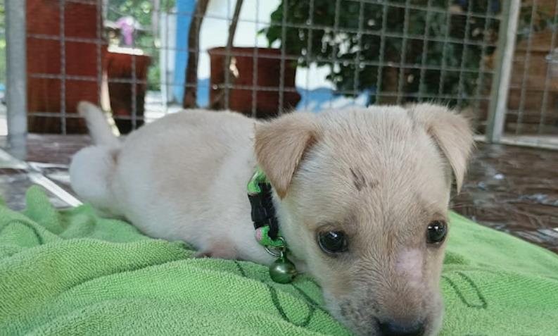 Born Without Front Legs and Left Behind, This Brave Pup Finally Finds Love and Hope