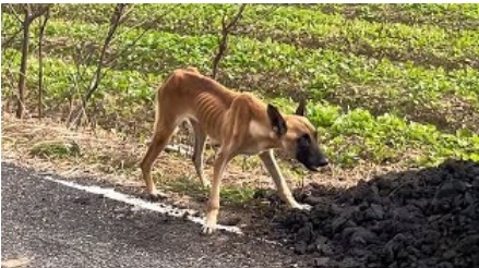Starving Stray Dog, Left to Suffer, Forced to Eat Cow Dung for Survival