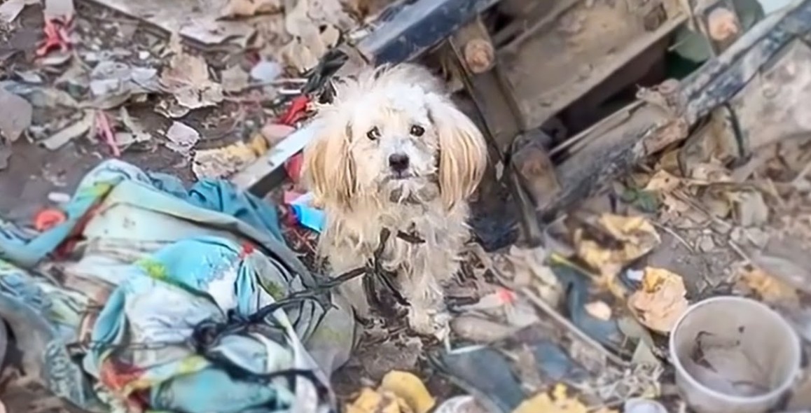 Dog Rescued After 2 Years Chained Outside in Heartbreaking Neglect