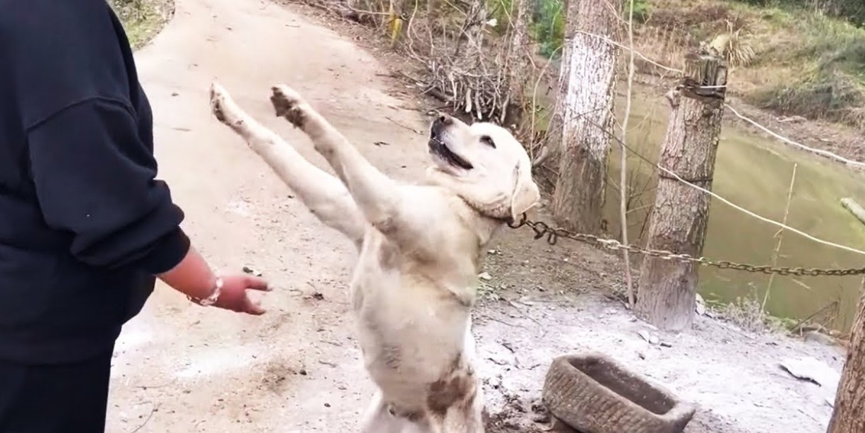 Dog Chained for Life, Struggling to Reach Out for Love and Freedom