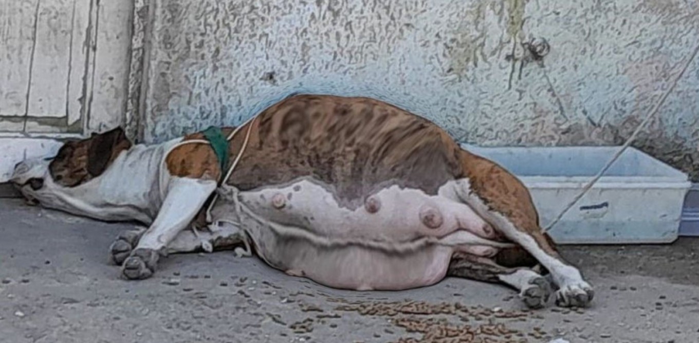 From Abandoned to Adored: Kasi's Inspiring Journey of Hope and Transformation
