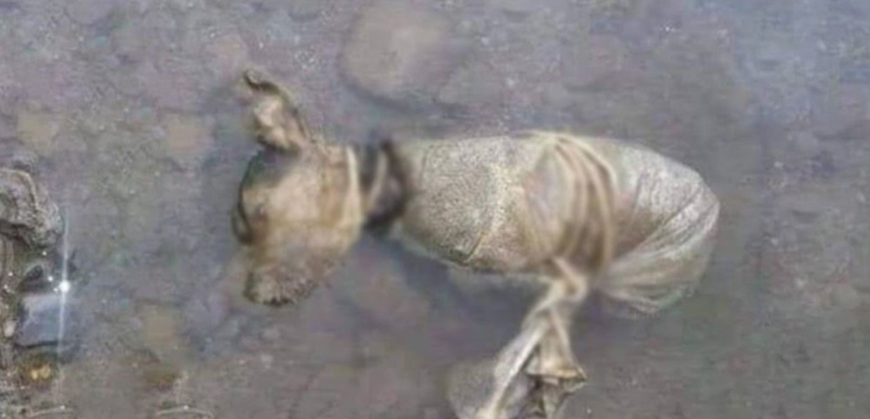 Rescued Dog Kaden Overcomes Adversity, a True Symbol of Resilience and Hope