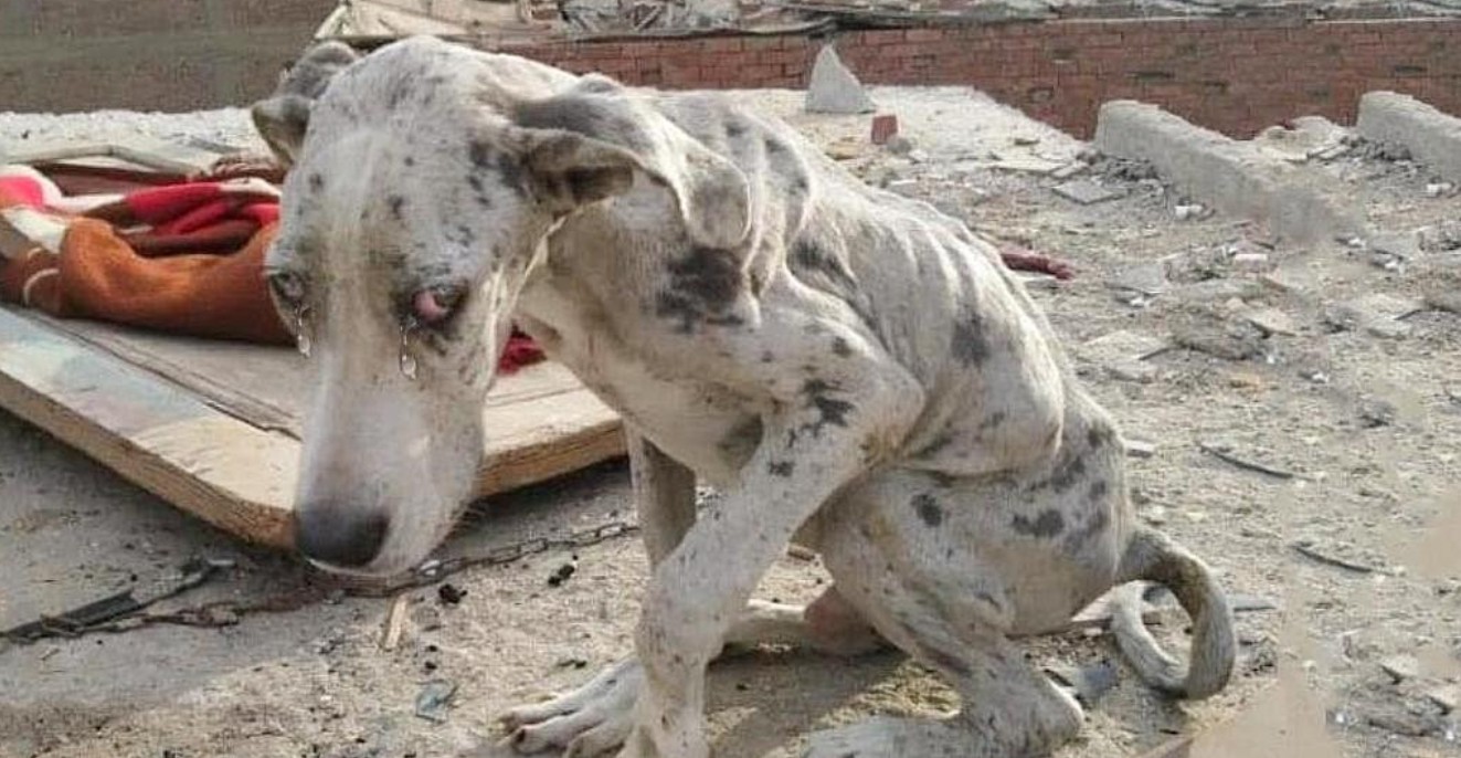 From a Stone-Filled Stomach to a Happy Bark: Angelo the Dog's Remarkable Recovery