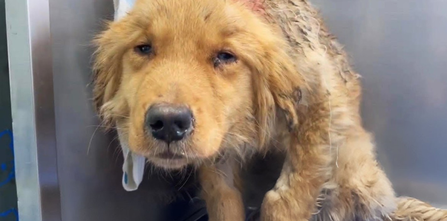 Rescue Dogs' Struggle for Survival: A Heartwarming Tale of Compassion at an Overwhelmed Pet Hospital