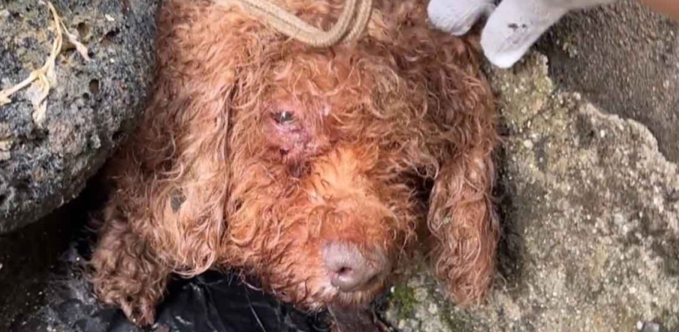 Abandoned Pooch Finds Hope and Healing: A Touching Tale of Kindness in a Rainy Rescue