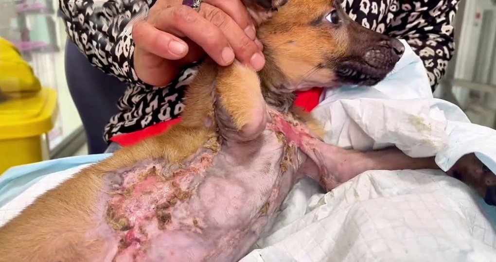 Rescued Puppy Conquers Distemper and Inspires Hope Through Compassionate Care