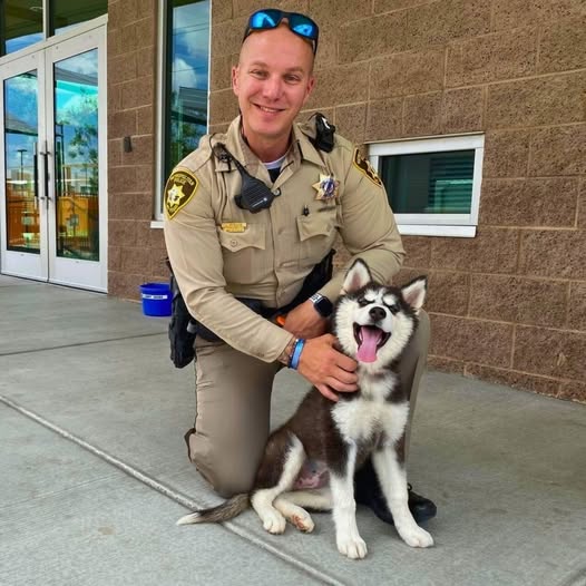 From Hot Car Nightmare to Snowy Adventures: Duchess the Husky Finds Her Forever Home