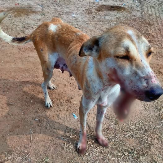 Heroic Rescue Turns Injured Stray into a Cherished Family Dog