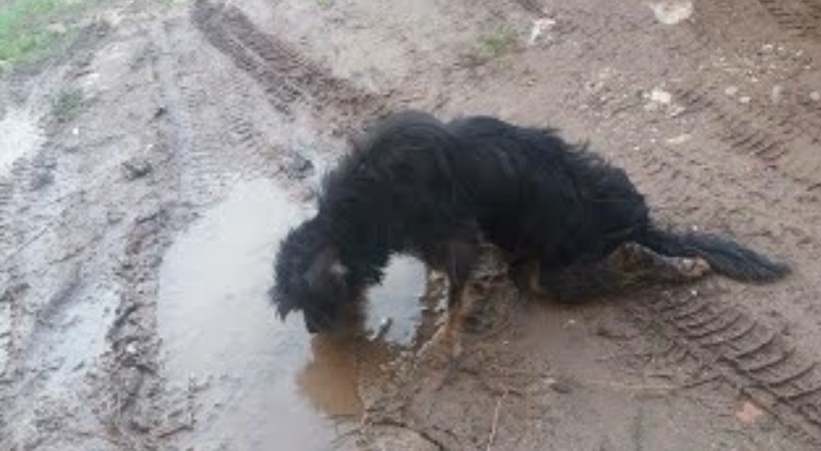 Meet Nik: Brave Pup Fights Against All Odds for a Brighter Future