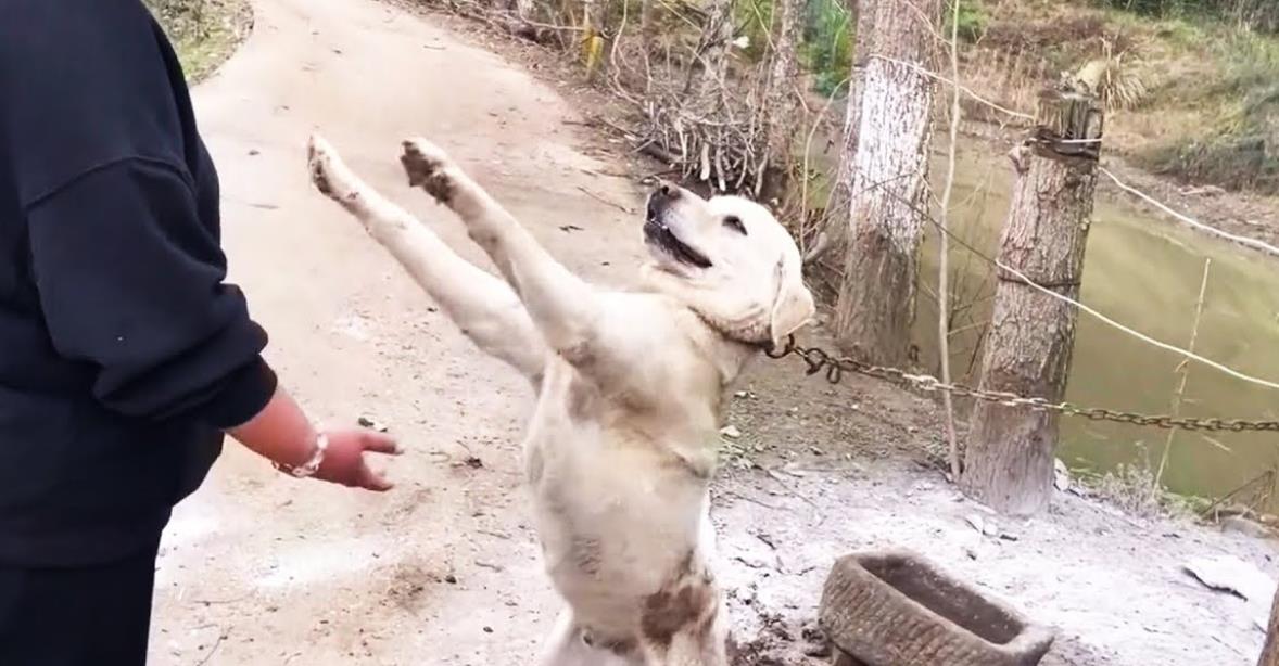 Chained for Life, This Dog Desperately Reaches Out for Love