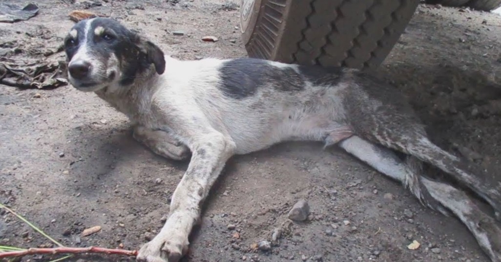 Injured and Unable to Reach Food or Water, This Puppy's Rescue Is a Triumph of Hope