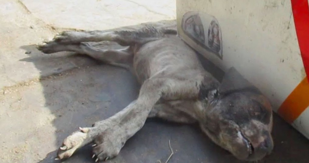 Found Barely Breathing, This Puppy's Miraculous Recovery Defied All Odds