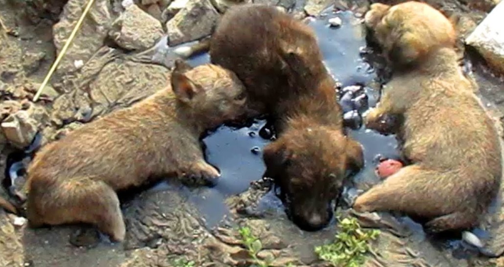 Trapped in Solid Tar for Hours, Three Helpless Puppies Were Rescued Just in Time