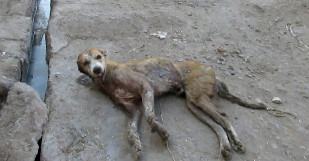 Desperate and Dying by the Roadside, This Elderly Dog Wouldn't Give Up