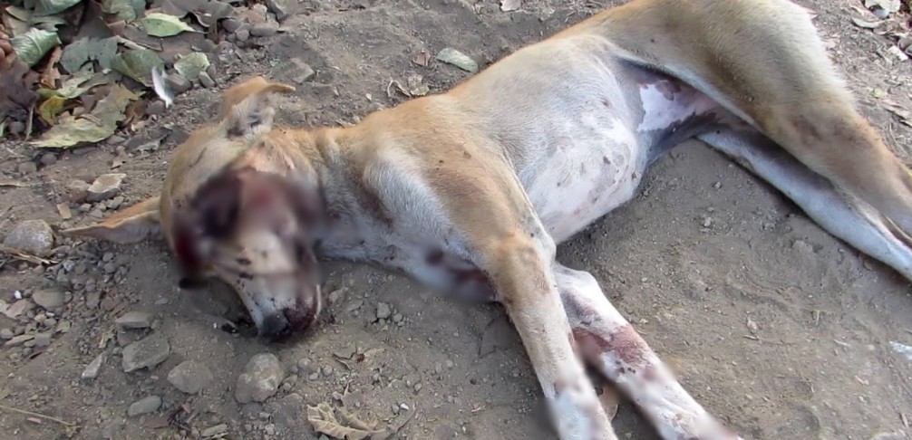We Thought She Was Gone, But This Stray Dog's Recovery Is a Miracle