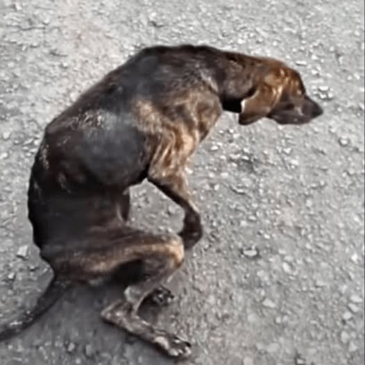 From Desperation to Happiness: Struggling Dog Gets a Fresh Start in a Loving Home