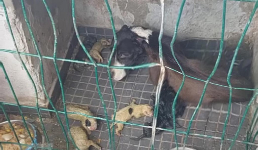 From Despair to Freedom: Mother Dog and Her Puppies Rescued After Years of Neglect