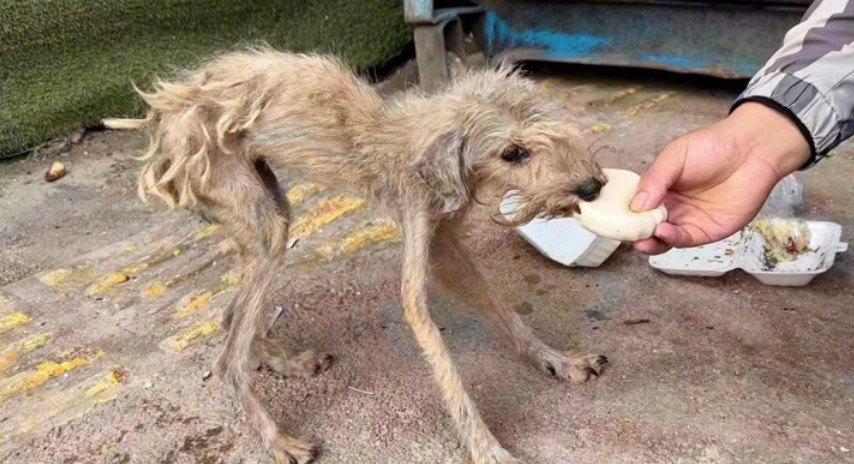 From Despair to Joy: The Incredible Journey of a Stray Dog Who Changed Lives