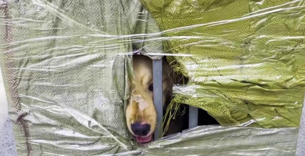 Rescued Golden Retriever Finds New Hope and Healing After Abandonment