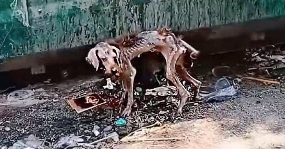 From Stray on the Streets to Beloved Pet: A Heartwarming Rescue Stor