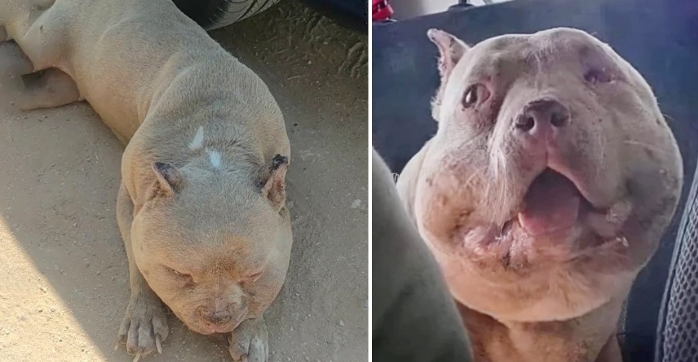 Rosita's Heartfelt Journey: From Struggle to Strength and Happiness