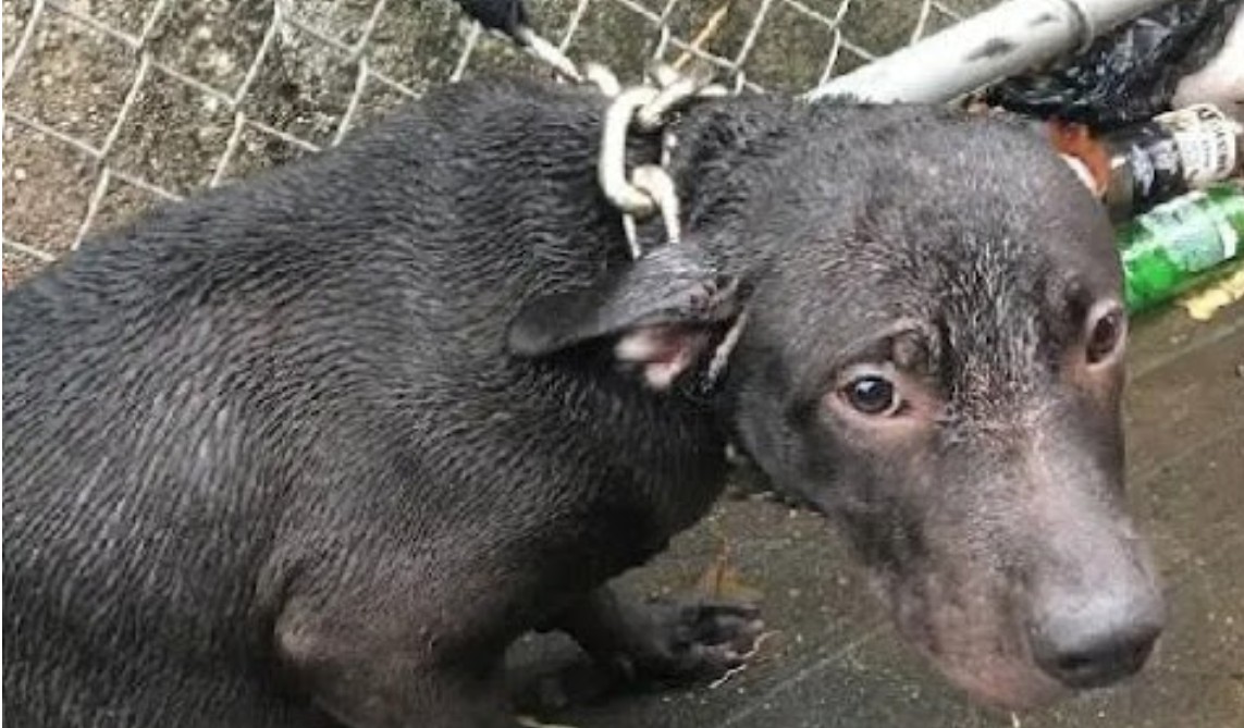 Rescued Pup Finds Forever Home and Instagram Stardom with NYPD Officer