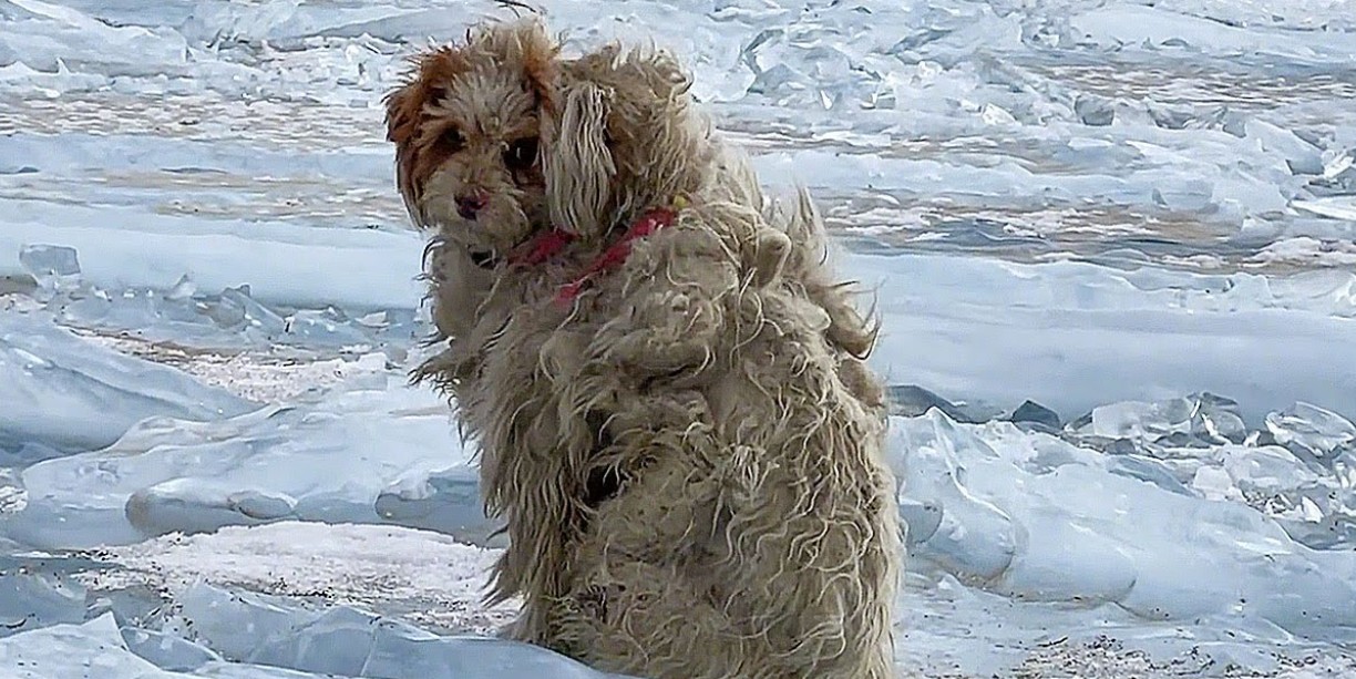 In Tibet, Woman Encounters a Thick-Haired Dog Blocking Her Path, Begging to Be Rescued