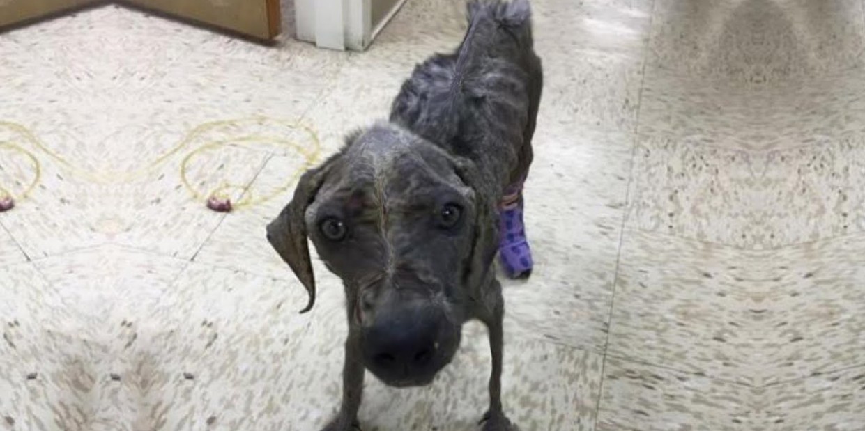 From Fragile and Suffering to Thriving: The Inspiring Comeback of a Once Hopeless Puppy