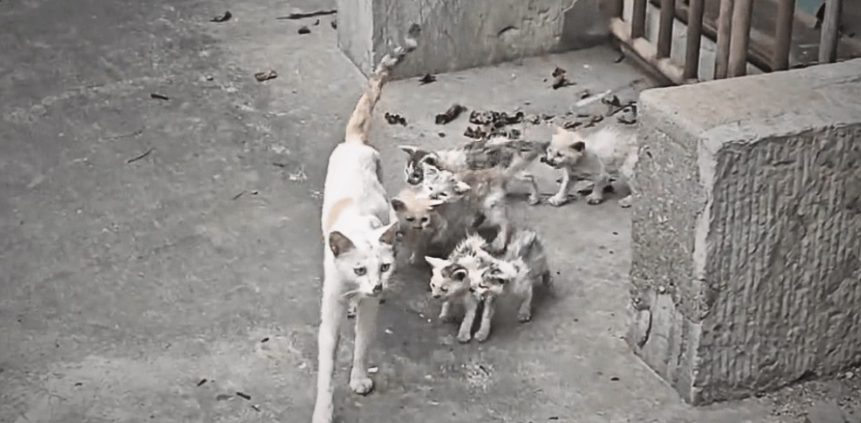 Emaciated Cat Mom Fights to Raise 6 Kittens on the Brink of Death, With No Food