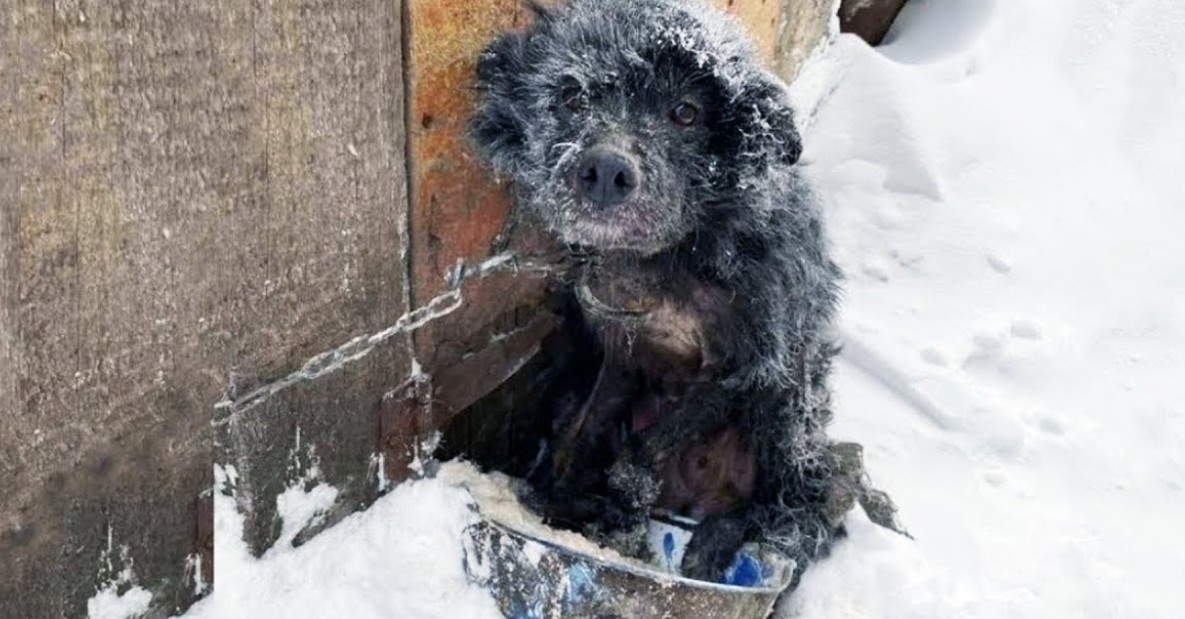 Shivering in the Snow While His Owners Stayed Warm by the Fireplace – A Heartbreaking Contrast