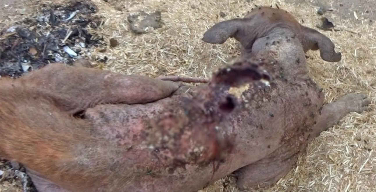 Severely Wounded and Starving, This Brave Dog Never Gave Up — Meet Antonio