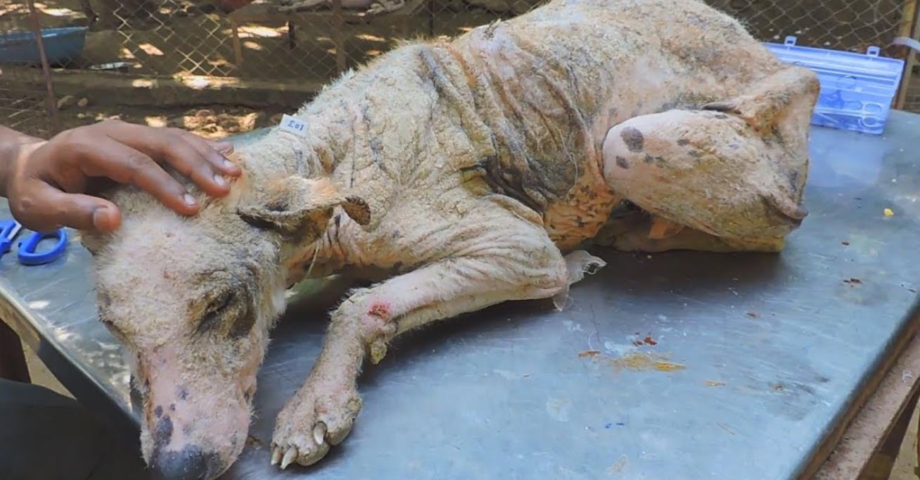 Against All Odds: Antonio the Brave Dog Who Fought Through Pain and Hunger
