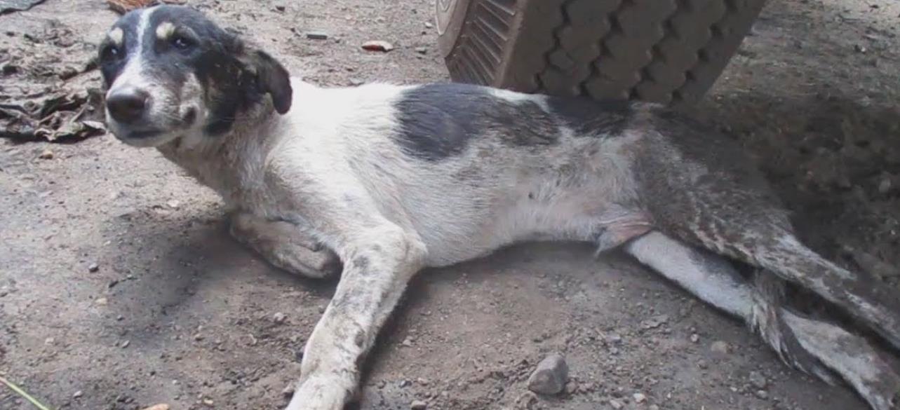 Starving and Too Injured to Move, This Puppy's Rescue Will Restore Your Faith