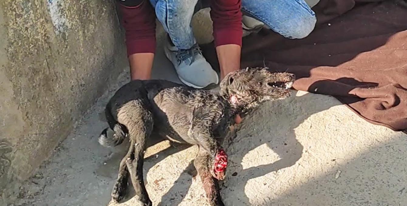 Joey: The Inspiring Two-Legged Pup Who Shows Joy Has No Limits