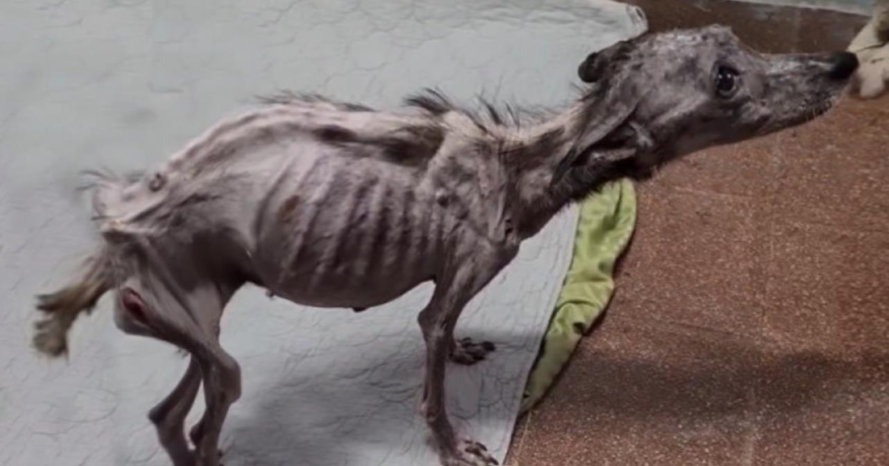 Against All Odds: Angela the Dog Survives a Decade of Abuse and Finds Hope with Just 1% of Life Left