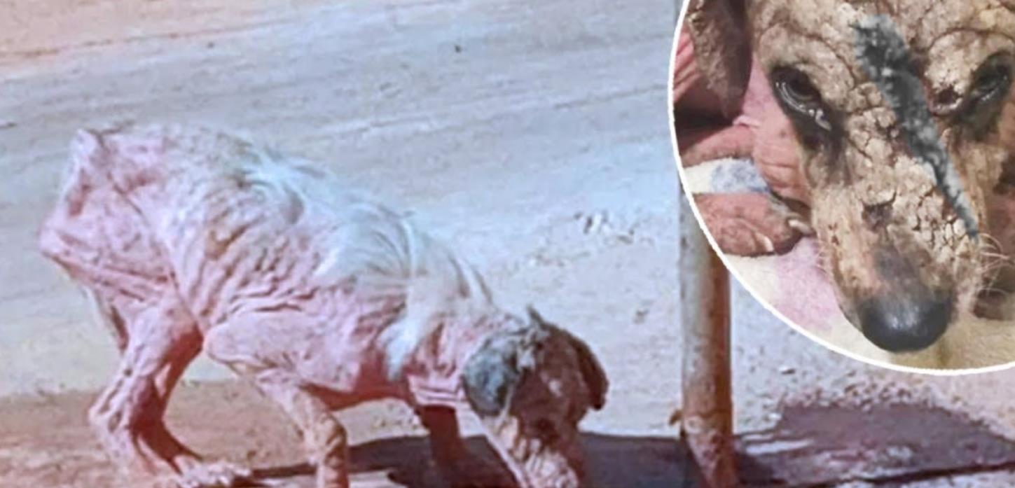 Abandoned in 42°C Heat, María Shed Tears of Gratitude When Kindness Finally Found Her