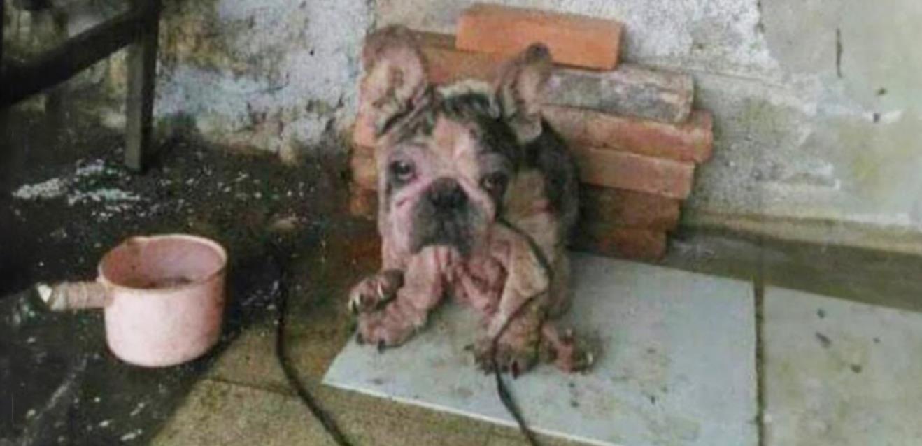 8 Years in Chains: This Dog Shed Tears of Joy When He Finally Got His First Bed