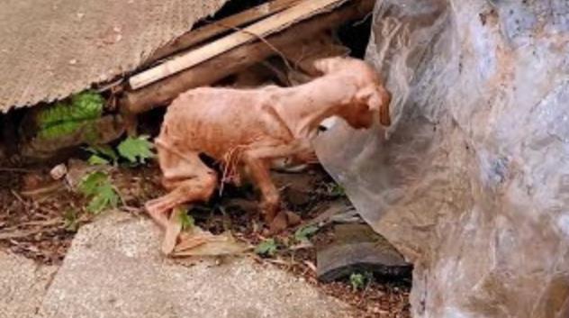 Abandoned in His Last Days, Loyal Senior Dog Finds a Loving Home