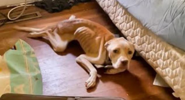 Abandoned in an Empty House, Loyal Dog Waited for Months for an Owner Who Never Came Back