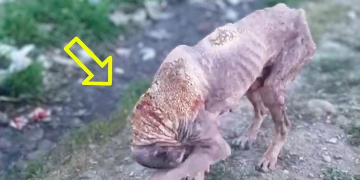Homeless Dog's Heartfelt Journey: Kiwan's Path to Safety and a New Hope