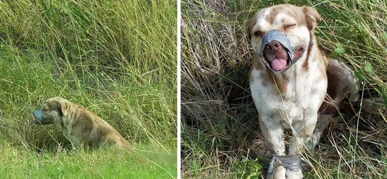 Texas Plumbers Rescue Dog Bound with Tape, Who Can't Stop Wagging His Tail in Thankfulness