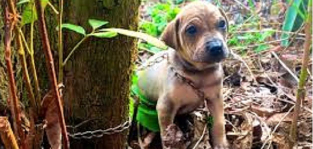 Farmer's Early Morning Rescue Brings Hope to Abandoned Animals in a Remote Village