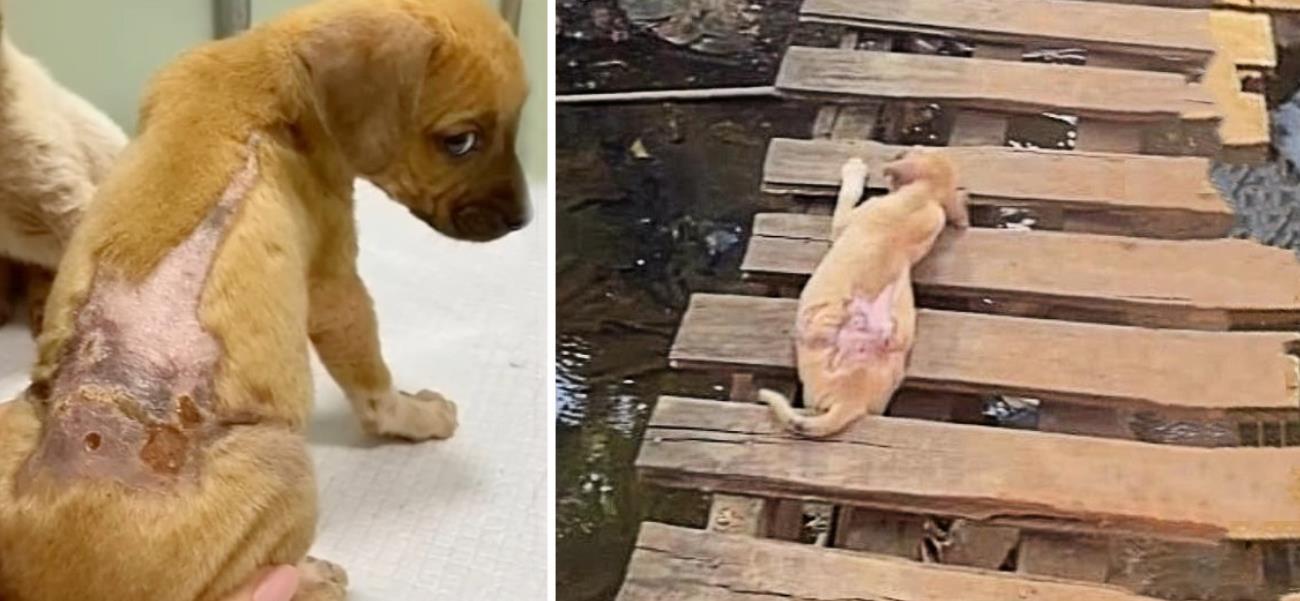 Rescued Puppy Overcomes Cruelty and Hardship to Find a Loving Forever Home