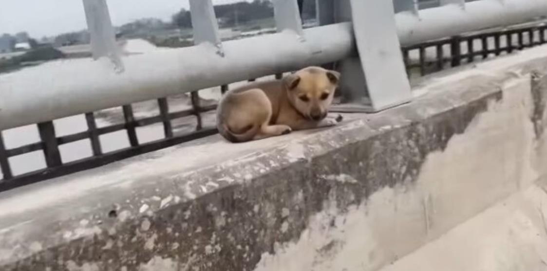 Abandoned Puppy Lancy Finds Love and New Hope After a Heartwarming Rescue