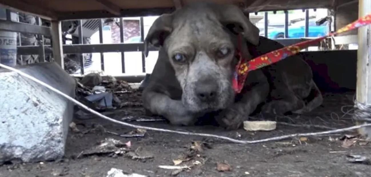 Abandoned Blind Senior Dog Rescued from Junkyard Finally Discovers the Joy of Love