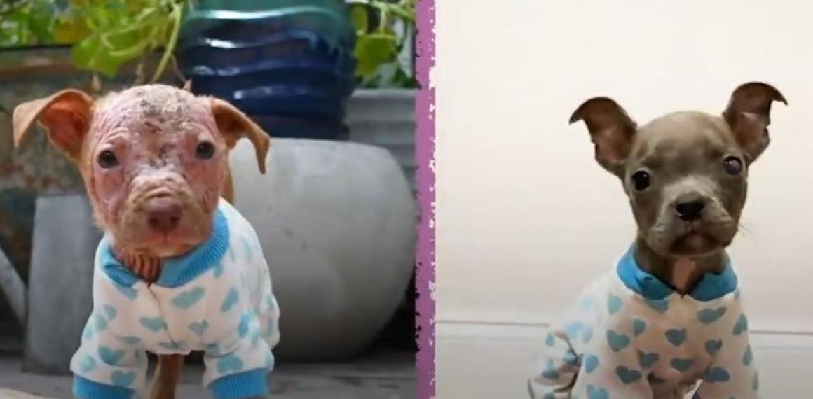 Burned and Bald Puppy Finds Hope—and a Best Friend Who Shows Her How to Shine