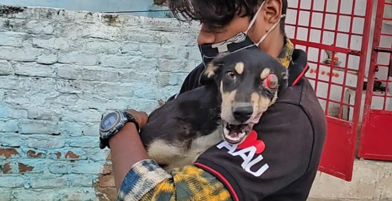 Meet Sunny: The One-Eyed Pup Who Captured Hearts with His Unstoppable Joy
