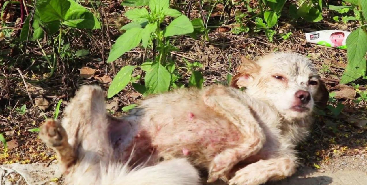 From Homeless to Happy: A Dog's Heartwarming Journey to a Loving Forever Home