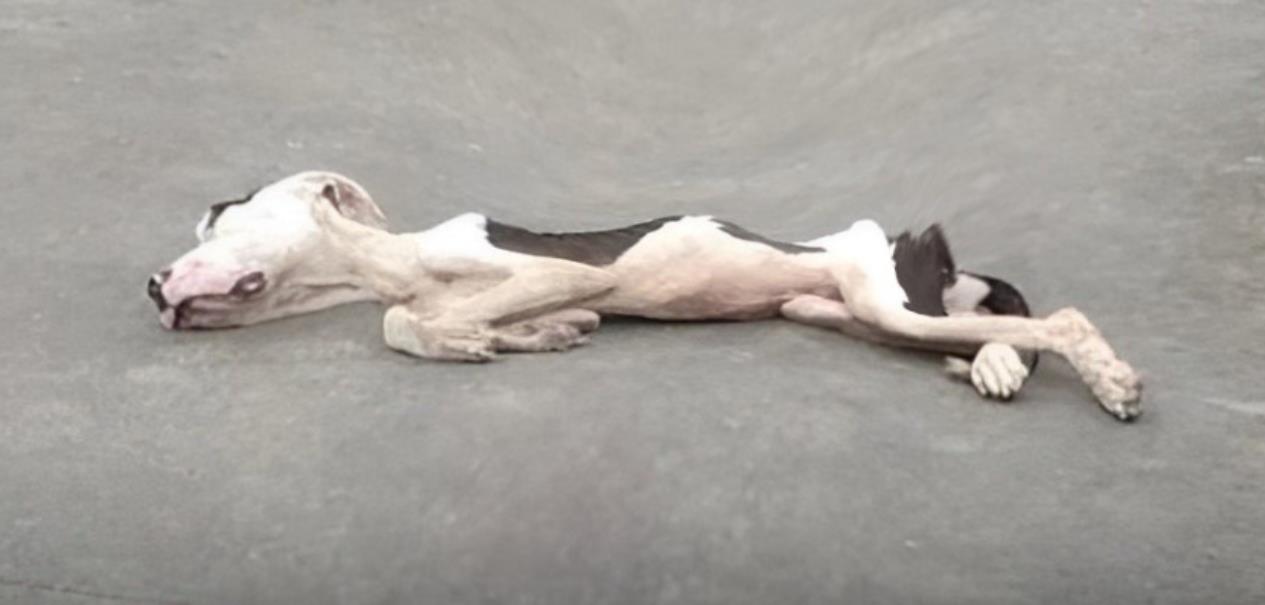 From Despair to Hope: Resilient Pit Bull Saved by Rio's Selfless Animal Hero