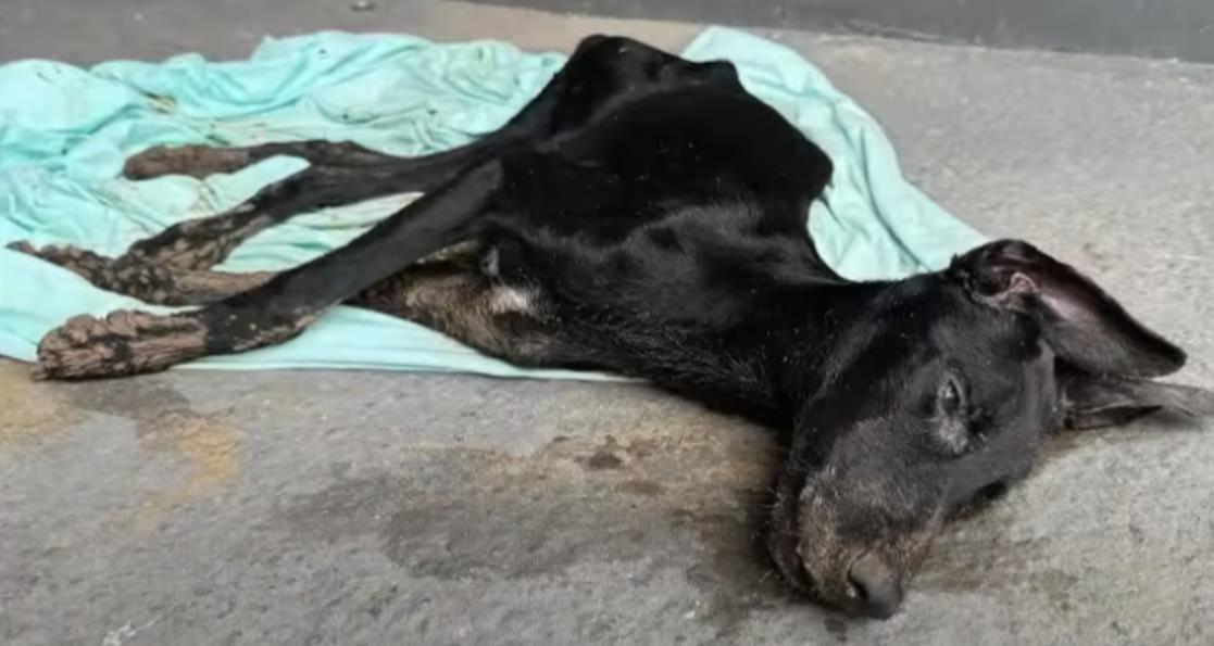 I Heard His Cries and Saw the Pain in His Eyes After Being Abused by His Owner